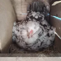 تخم نطفه دار گلین