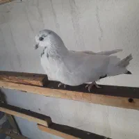 کبوتر ماده کاشونی|پرنده|اصفهان, ستار|دیوار