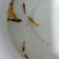 میگو زینتی|ماهی|ملایر, |دیوار