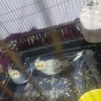 عروس هلندی مولد