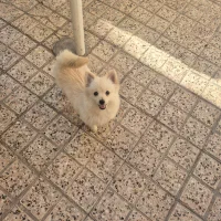 سگ پامر وشیتزو پا کوتاه نر|سگ|مشهد, جاهد شهر|دیوار