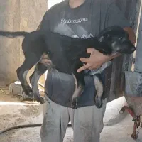 توله عراقی