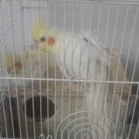 عروس هلندی|پرنده|آبیک, |دیوار