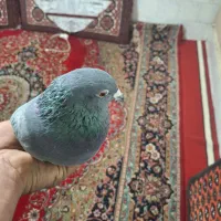 یه حیوون غریبه گرفتم