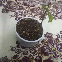 نهال انبه|گل و گیاه طبیعی|کاشان, فاز ۲ ناجی آباد|دیوار