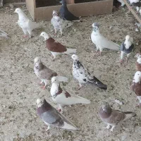 فروشی|پرنده|دامغان, |دیوار