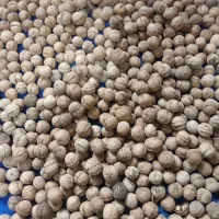 گردو|خوردنی و آشامیدنی|هشتگرد, تهران دشت|دیوار