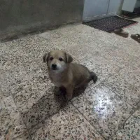 سگ نرپاکوتاه