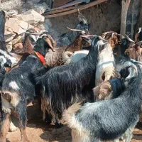 فروش 20راس گیسع کولار نارک خلج