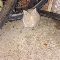 خرگوش های لپ و جرسی|موش و خرگوش|آمل, |دیوار