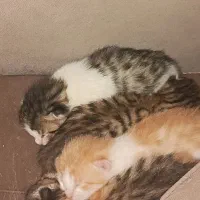 واگذاری گربه