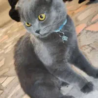 جفت گیری گربه اسکاتیش فولد نر