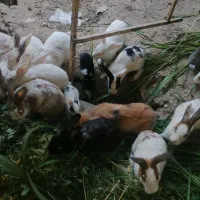 خرگوش|موش و خرگوش|شیراز, محمودآباد|دیوار