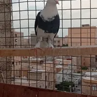 دو تا کفتر همه چی تموم جفت سیصد|پرنده|محمدشهر, |دیوار