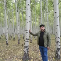 کاشت نـهـال صنـوبـر درآمدی مطمئن