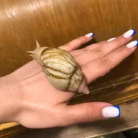 البینو مولد تخم گذار