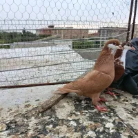 کبوتر رنگی ریش کربلایی تکپر|پرنده|گرگان, |دیوار