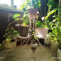 استند گل سفید کاملا سالم و در حد