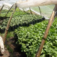 فروش ویژه بوته گلخانه‌ای و نشاء - فروش حضوری