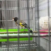 یک جفت سهره کله سیاه زاغ