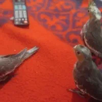 عروس هلندی  ۲ماهه دون خور دست آموز|پرنده|نقده, |دیوار