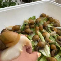فروش فوری حلزون اچاتینا البینو