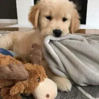 توله سگ گلدن رتریور اصیل و باهوش ـ آماده تحویل|سگ|تهران, قیطریه|دیوار