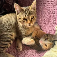 واگذاری بچه گربه|گربه|باغستان, |دیوار