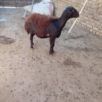 گوسفند میش داشتی و بره