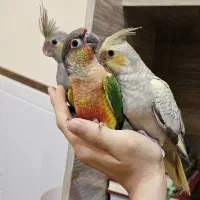 عروس هلندی