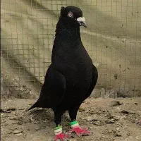 دوتا کبوتر زاغ کاکل نر