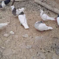 کفتر کبوتر طوقی|پرنده|سجاس رود, |دیوار