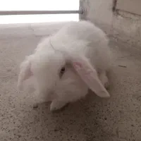 خرگوش سفید نر فقط ۵۰۰