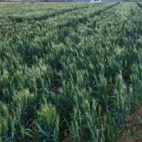 خدمات‌باغبانی‌‌مزرعه‌‌کشاورزی