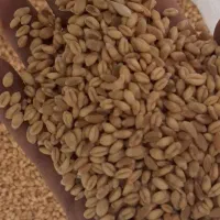 گندم بذری آبی درجه یک|عمده‌فروشی|خرمدره, |دیوار