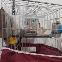 یک جفت عروس هلندی