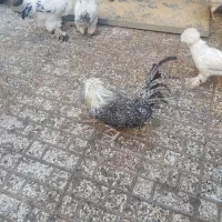 تخم مرغ لهستانی|حیوانات مزرعه|نیشابور, شهرک فرهنگیان|دیوار