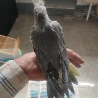 عروس هلندی زرد وطوسی