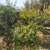 خانه ویلایی|فروش خانه و ویلا|شازند, |دیوار