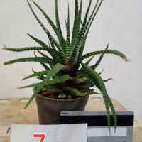 ۱۰ گلدان کاکتوس و گل|گل و گیاه طبیعی|یزد, |دیوار