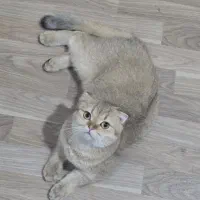 گربه برای جفت گیری