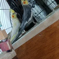 عروس هلندی کینگ