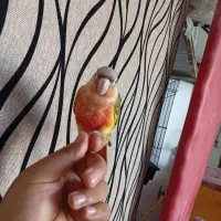 گیرینچیک رد فول دستی