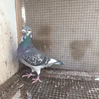 پلاکی عربستان