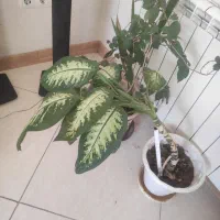 انواع گل و گیاه|گل و گیاه طبیعی|اصفهان, طامه|دیوار