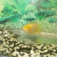 ماهی گوشتخوار|ماهی|مشهد, مهدی آباد|دیوار