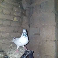 کبوتر