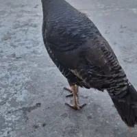 بوقلمون محلی تخم گذار|حیوانات مزرعه|گلستان (تهران), |دیوار