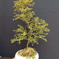 پایه بونسای درخت نارون سیجو