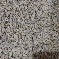 جو محلی بذری